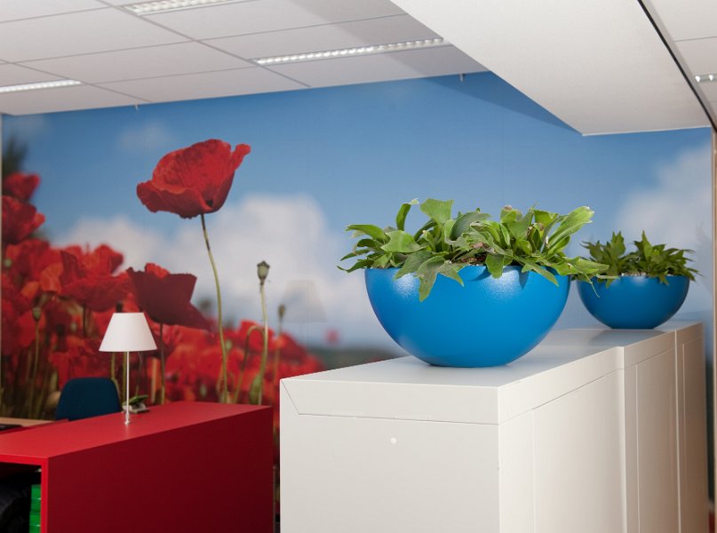 blauwe schaal hertshoorn (1 van 1)